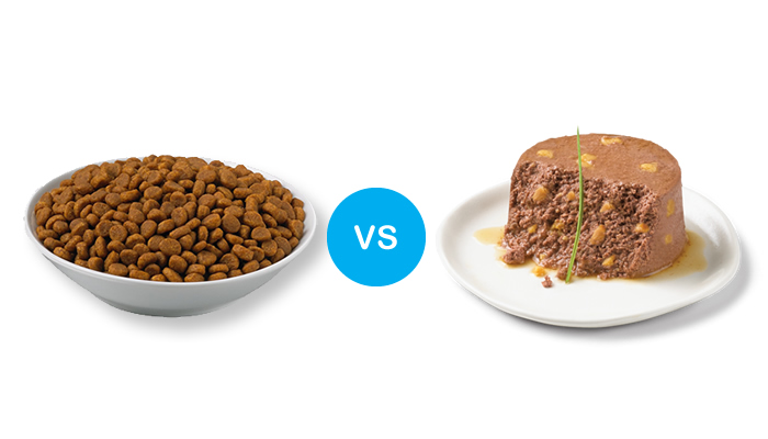 بررسی تفاوت غذای گربه خشک و تر