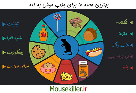 بهترین طعمه های جذب کننده موش به تله