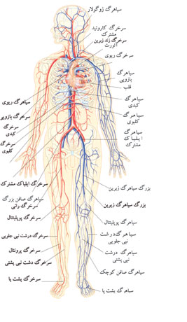 عروق بدن قلب