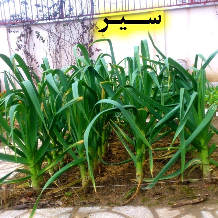 آموزش کاشت سیر