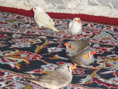 :: پرورش و نگهداری فنچ زبرا  Zebra Finch ::