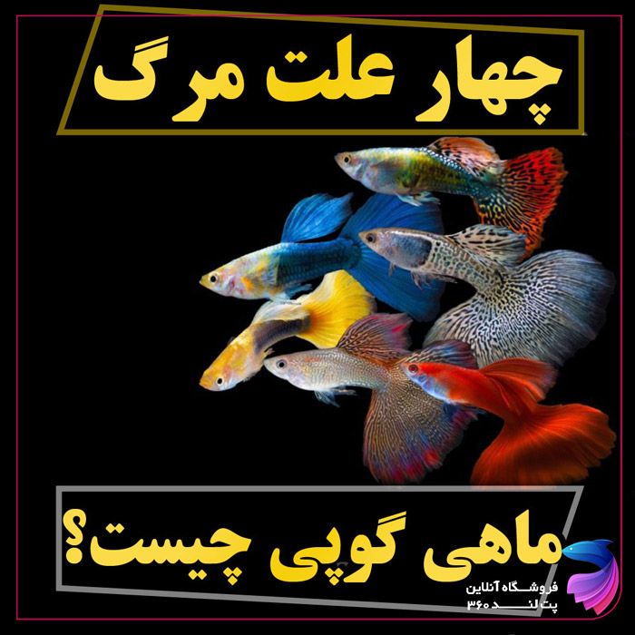 علت مرگ و میر در ماهی گوپی