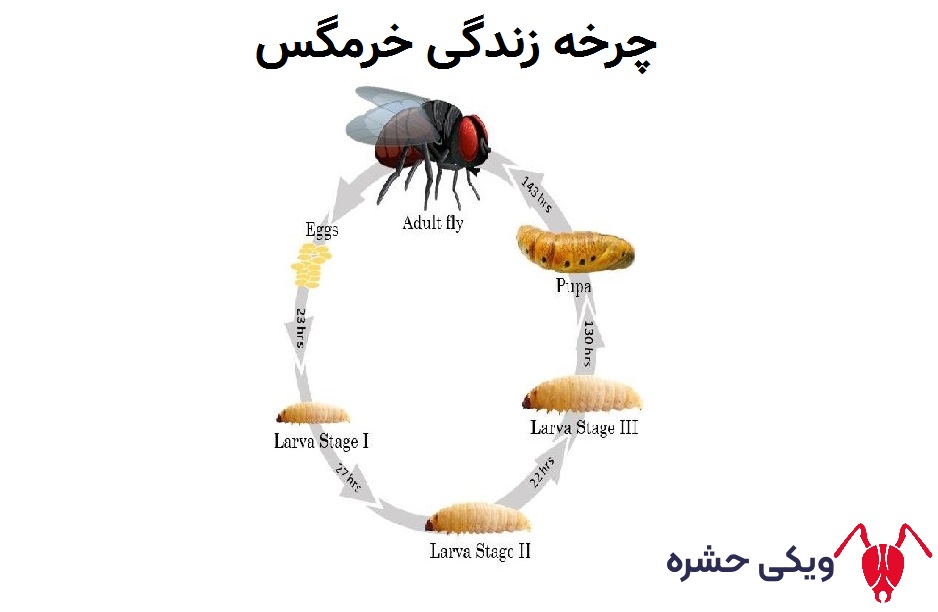 چرخه زندگی خرمگس