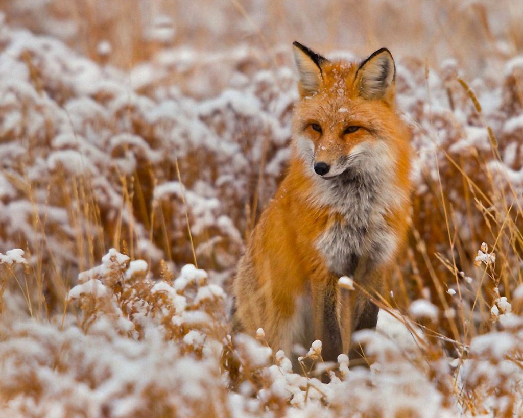 Red Fox in Snow HD Wallpaper