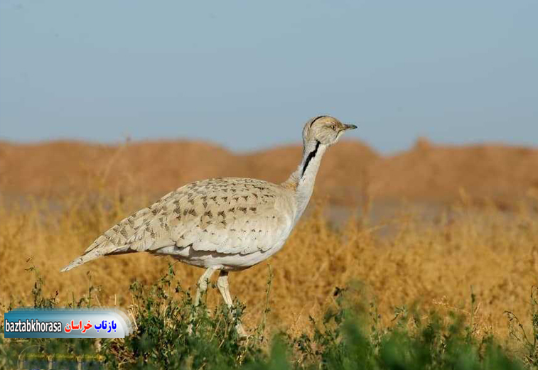 قاچاق هوبره در خراسان جنوبی