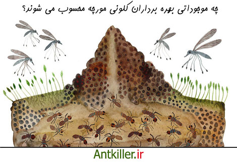 چه موجوداتی از کلونی مورچه استفاده می کنند؟