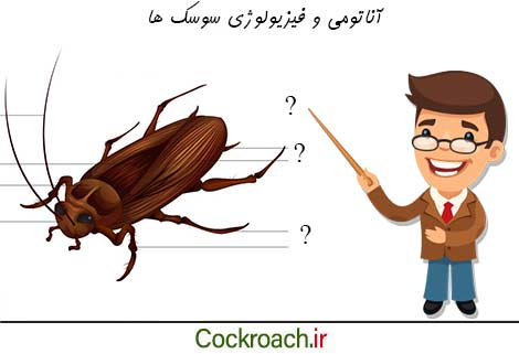 آناتومی و فیزیولوژی سوسک ها