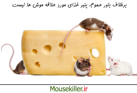 غذای مورد علاقه موش ها