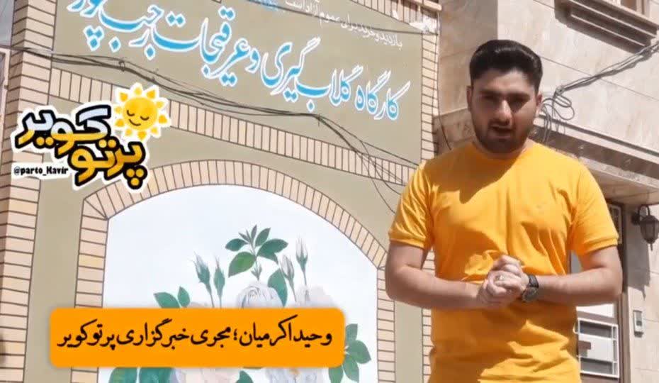 گلاب گیری آران و بیدگل