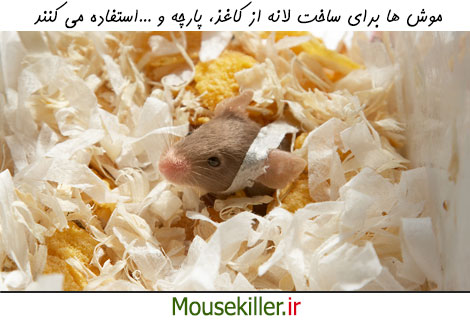 موش ها برای ساخت لانه از کاغذ، پارچه و ...استفاده می کنند