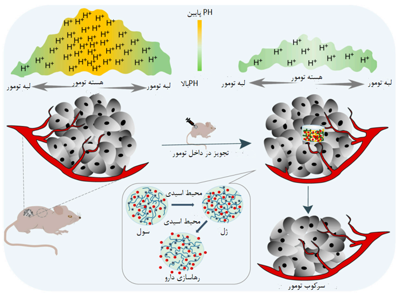 هیدروژل پاسخگو به pH محیط اسیدی تومور را کاهش می‌دهد و مهار رشد تومور را افزایش می‌دهد