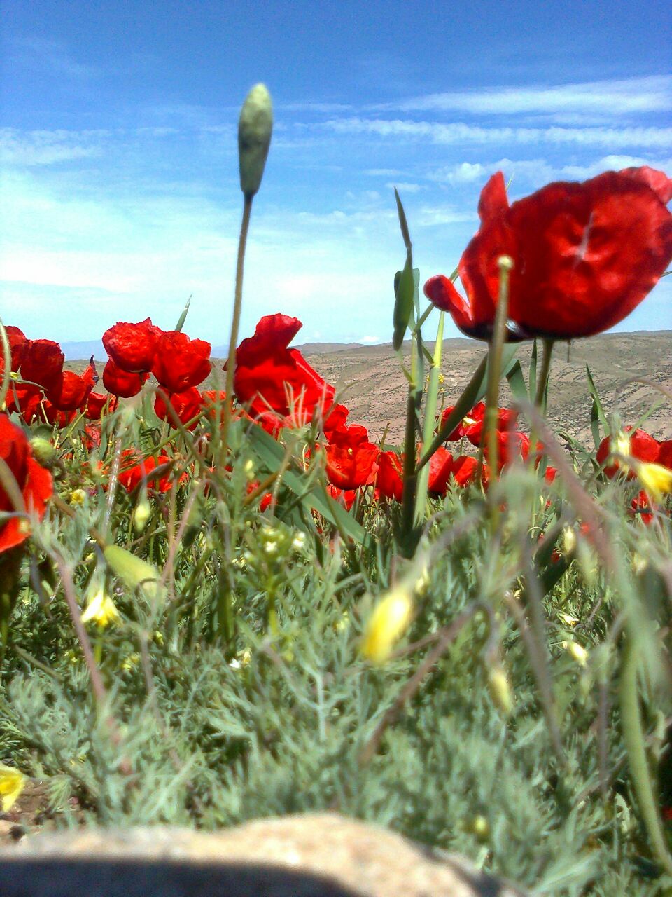 طبیعت بهاری روستای طاقچه داش