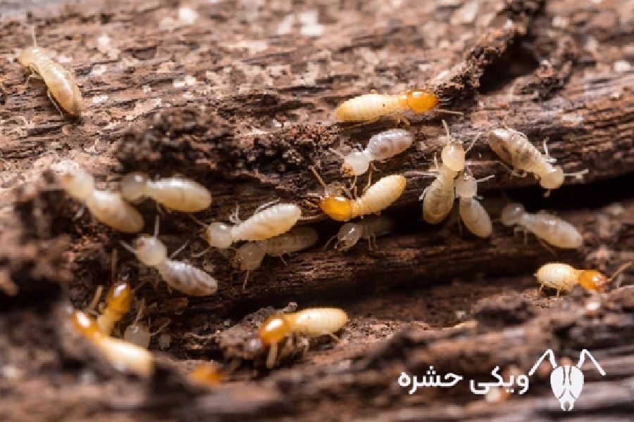 موریانه
