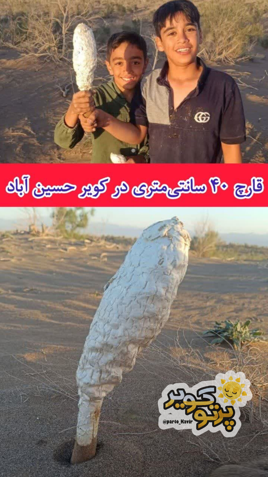 قارچ پامرغی 