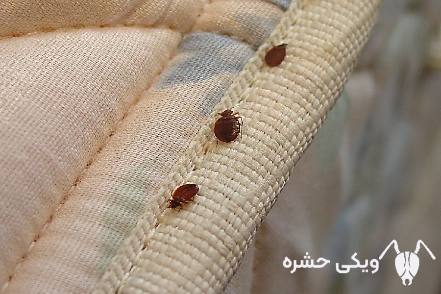 ساس