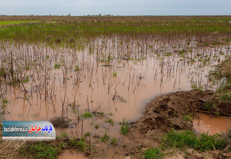 خسارت سیل به ۱۴۰ هکتار اراضی کشاورزی شهرستان شیروان