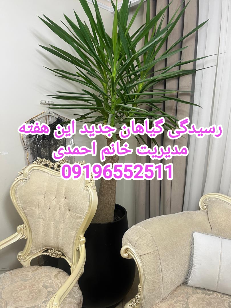 رسیدگی به گیاهان آپارتمانی تعویض خاک گلدان باغچه کاری اکباتان تهران 09196552511 خانم احمدی