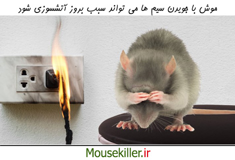 آسیب های ناشی از موش