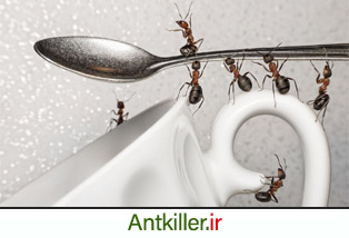 مورچه های آشپزخانه