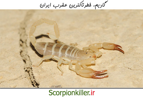 عقرب گادیم خطرناکترین گونه شناخته شده عقرب ایران است