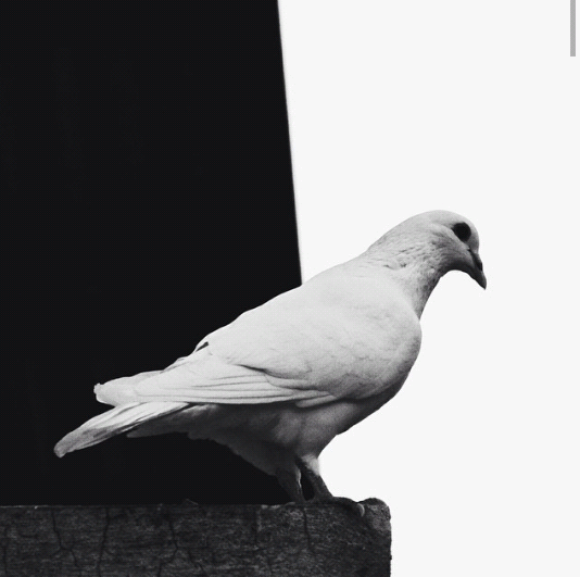 پرنده ی سفید