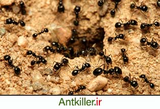 روش های از بین بردن کلونی مورچه