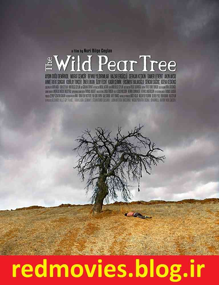The Wild Pear Tree 2018