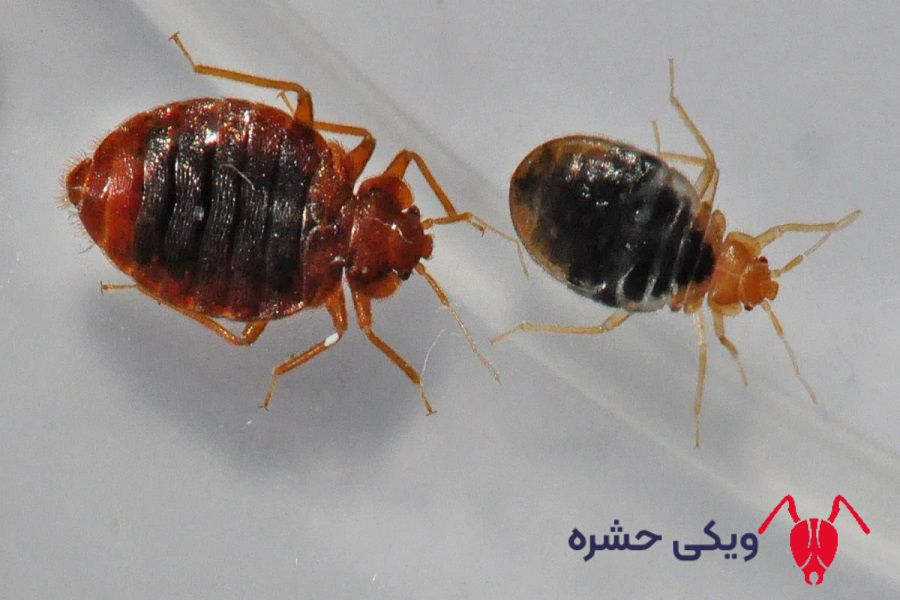 ساس