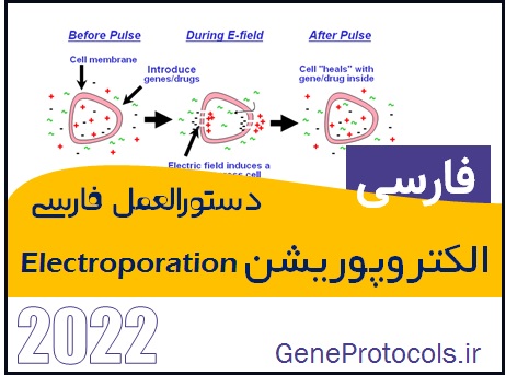 دستورالعمل فارسی الکتروپوریشن Electroporation