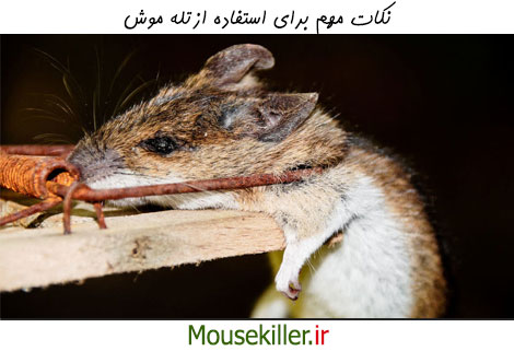 نکات مهم برای استفاده از تله موش