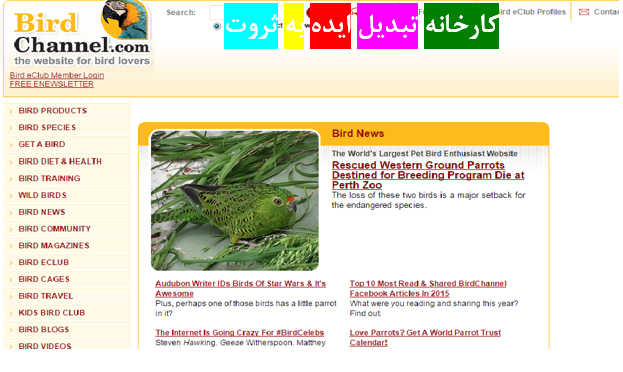 کسب درآمد از نویسندگی حیوانات خانگی در سایت Birdchannel