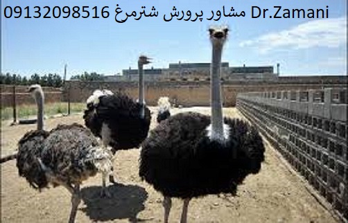 مشاوره تخصصی پرورش شتر مرغ در اصفهان