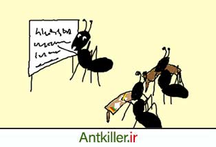 آموزش مورچه ها