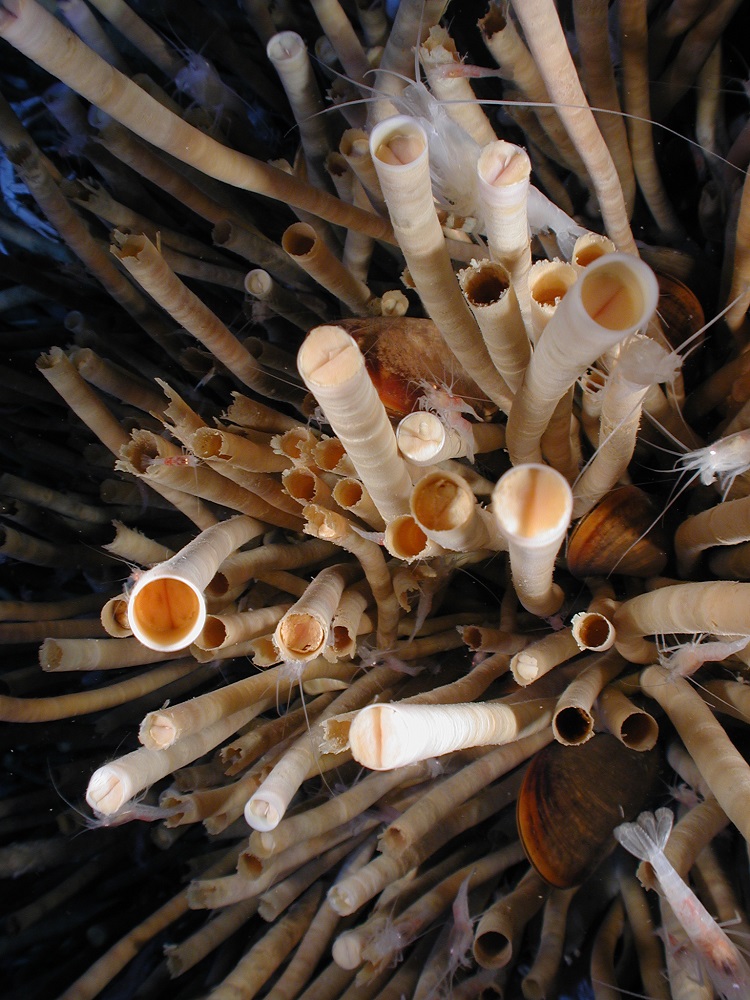 آیا کرم های لوله ای خلیج مکزیک بیشترین طول عمر را میان جانوران جهان دارند؟