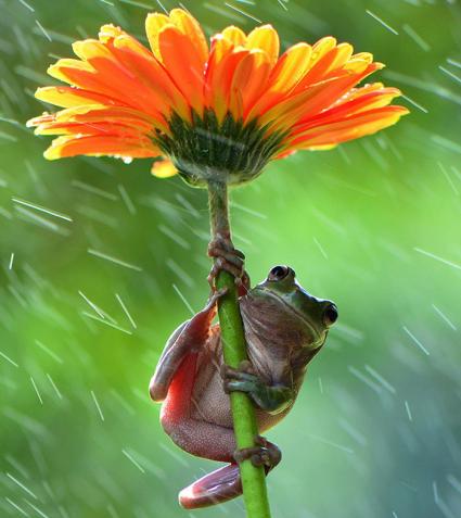 وقتی جانوران از چتر طبیعت در برابر باران استفاده می کنند