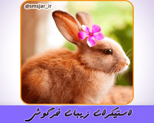 دانلود استیکرای زیبای خرگوش برای تلگرام