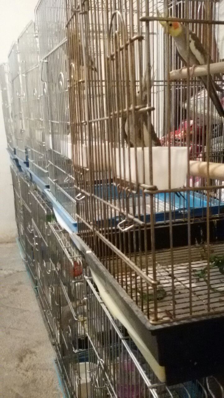 پرورش عروس هلندی سالن مهدی