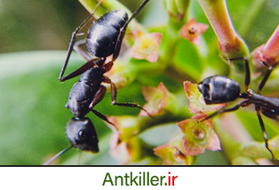 مشاهده مورچه در گلدان های داخل خانه، نشانه وجود کلونی مورچه در خانه است