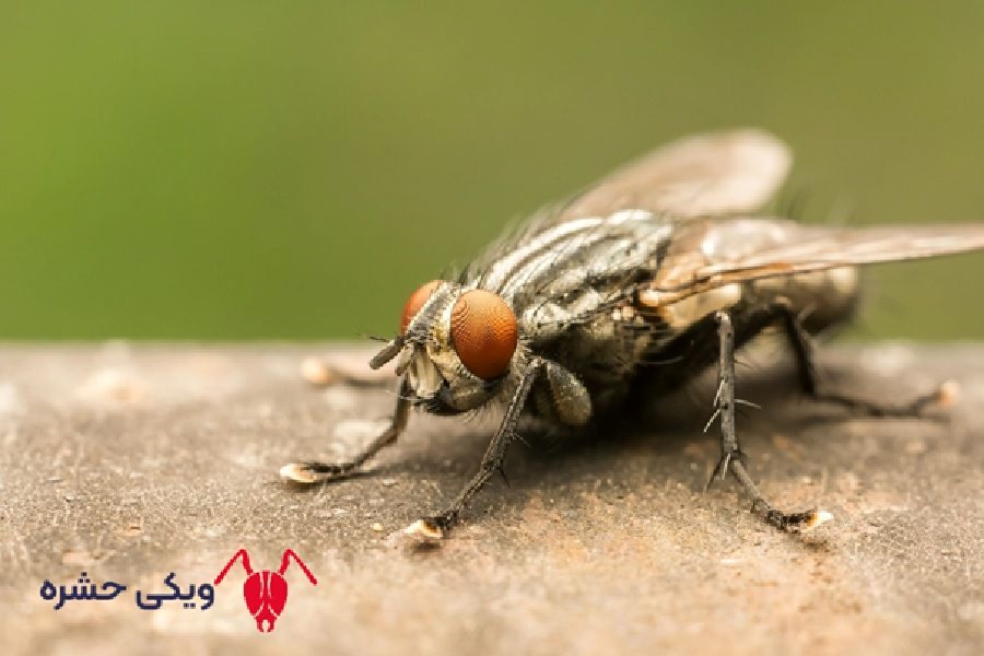 مگس