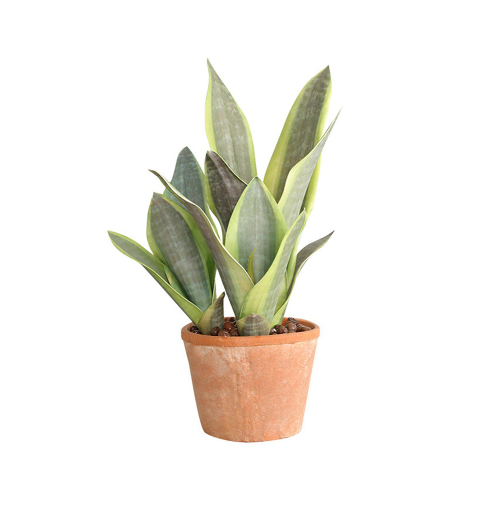 Sansevieria_SunGi