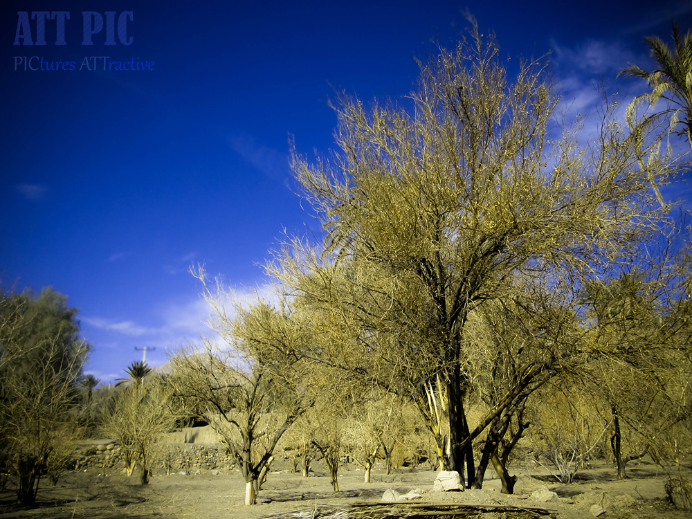 ATT PIC_Hibernation trees