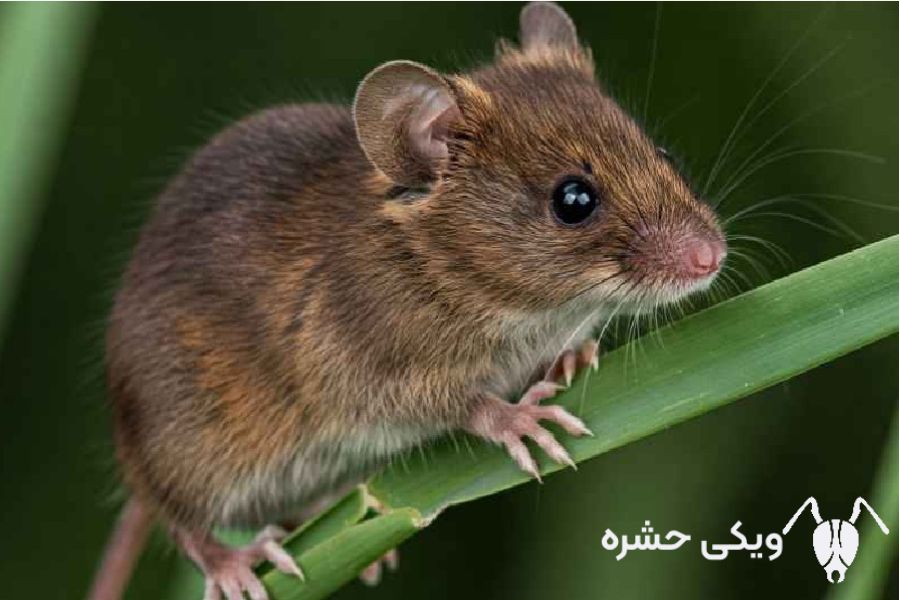موش