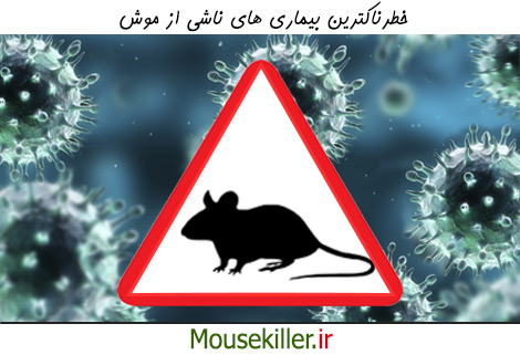 بیماری های خطرناک ناشی از موش