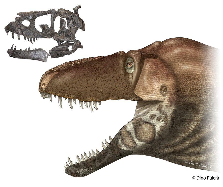 کشف یک گونه تیرانوسور و حقایقی جدید درباره زندگی این دایناسور ها