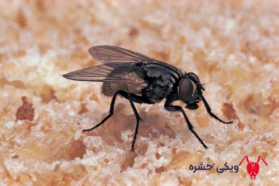 مگس