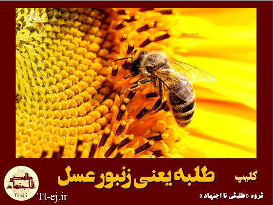 حوزه انقلابی 3 (طلبه یعنی زنبور عسل)