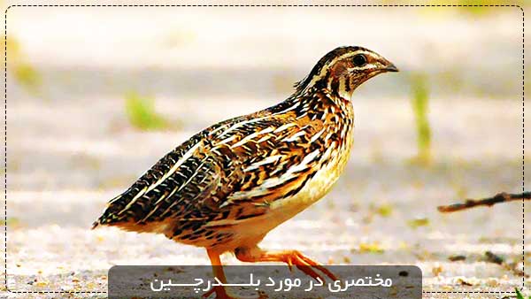 quail