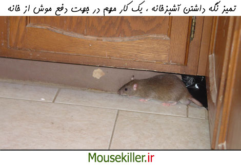 تمیز نگه داشتن آشپزخانه ، یک کار مهم در جهت دفع موش از خانه