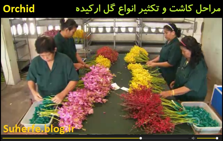 فیلم آشنایی با مراحل کاشت و تکثیر انواع گل ارکیده Orchid
