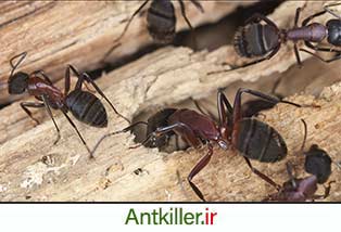 خسارت ناشی از مورچه های نجار